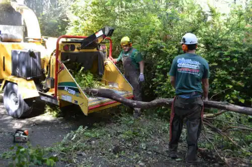 tree services Moss Beach